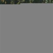 The Mamas & the Papas Album: “California Dreamin'”