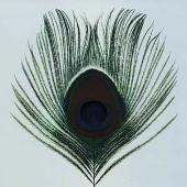 XTC Album: “Apple Venus, Pt. 1”